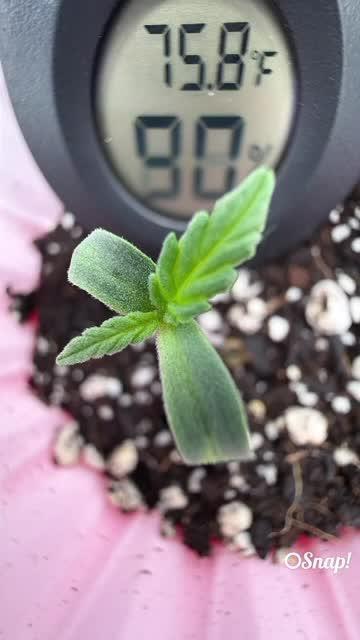 Chemdawg getting weird