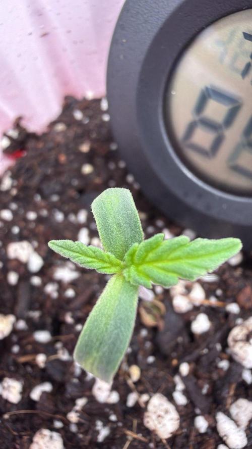 Chemdawg getting weird. Week 1 - Small and uneven