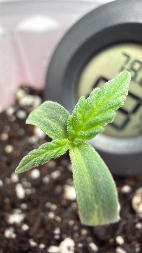 Chemdawg getting weird. Week 1 - Getting bigger