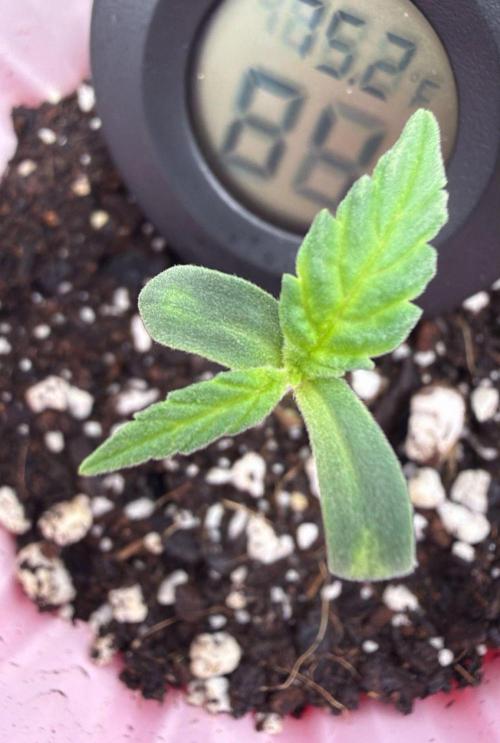 Chemdawg getting weird. Week 1 - and bigger