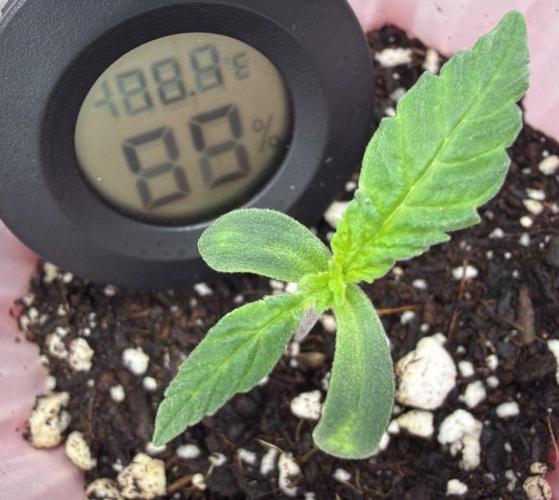 Chemdawg getting weird. Week 1 - Really uneven