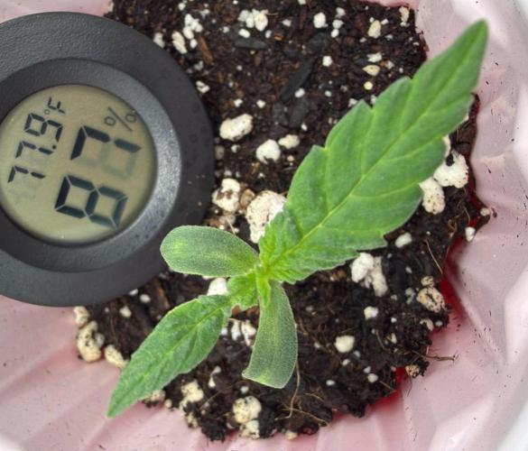 Chemdawg getting weird. Week 1 - What is even happening here