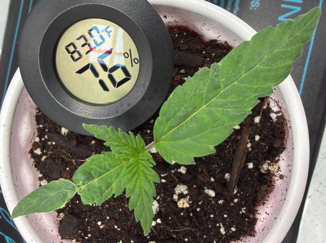 Chemdawg getting weird. Week 1 - "Take my strong arm!"