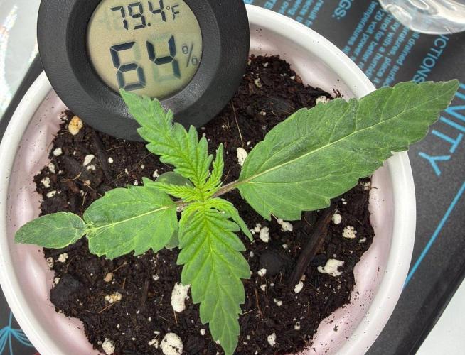 Chemdawg getting weird. Week 1 - Second node coming in a little more normal