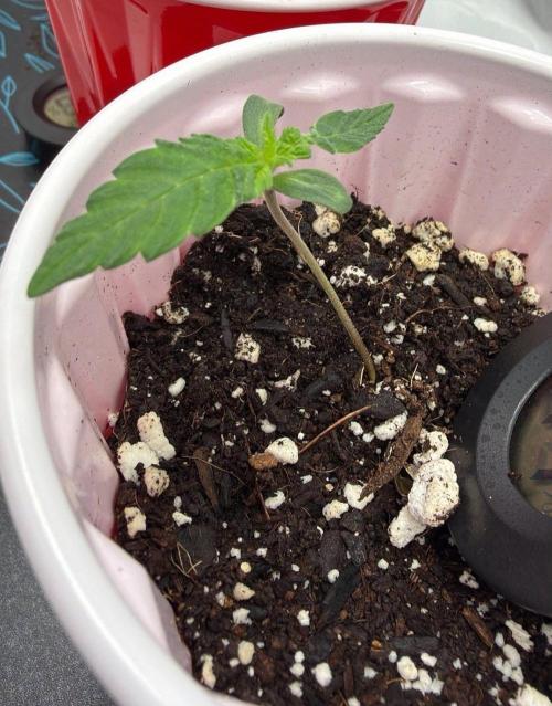 Chemdawg getting weird. Week 1 - Heavily leaning