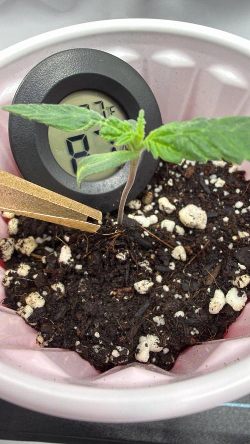 Chemdawg getting weird. Week 1 - Cut up a drinking straw