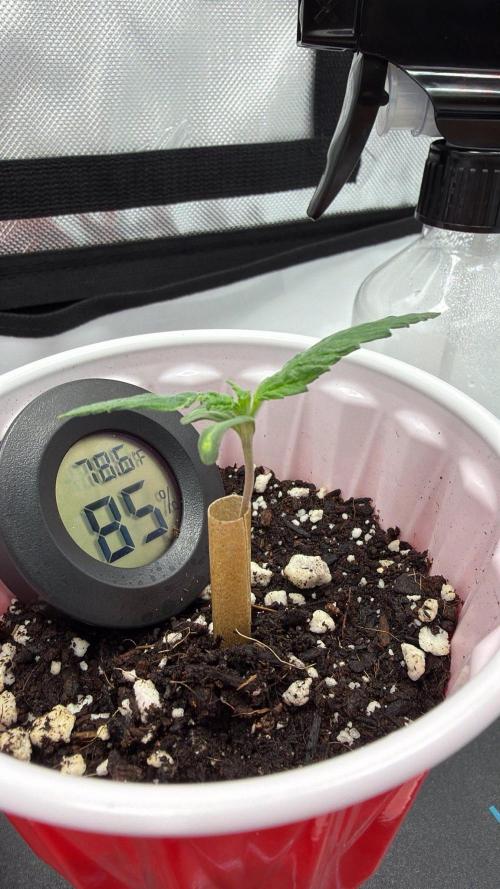 Chemdawg getting weird. Week 1 - Make-shift brace