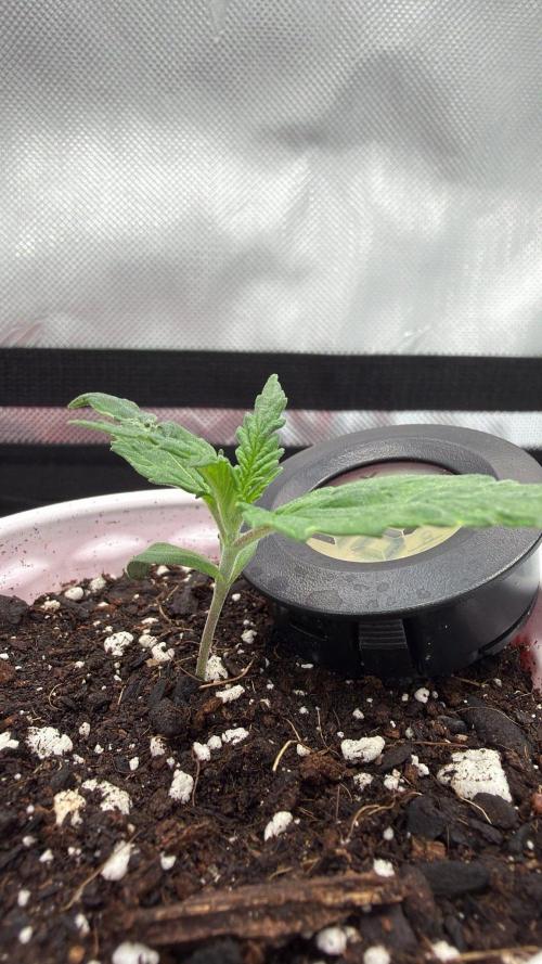 Chemdawg getting weird. Week 1 - Better than a brace: more soil