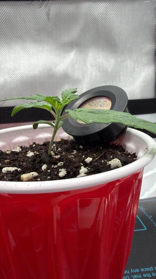 Chemdawg getting weird. Week 1 - Still leaning. And weird.