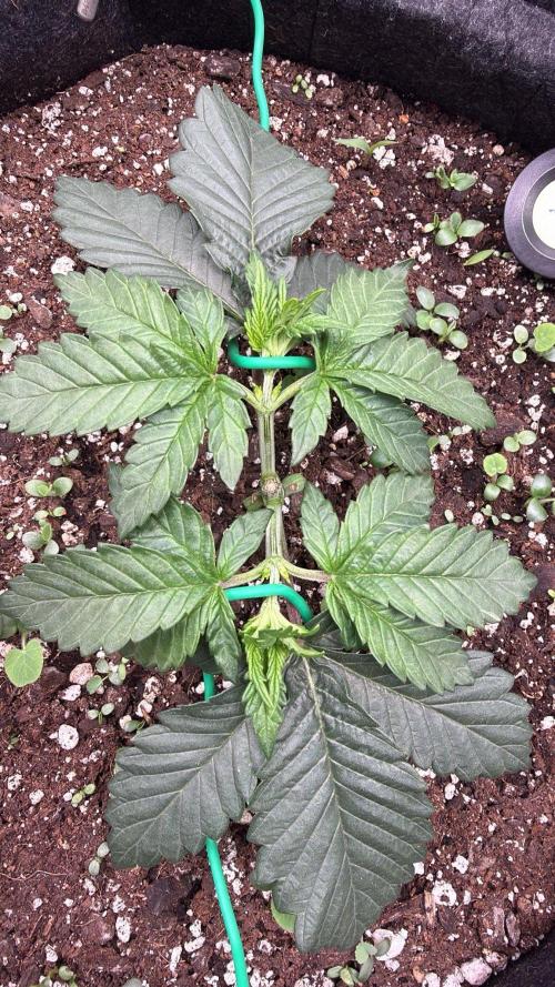 710 Labs Bag Seed: LTP. Week 4 - Starting to train the main line