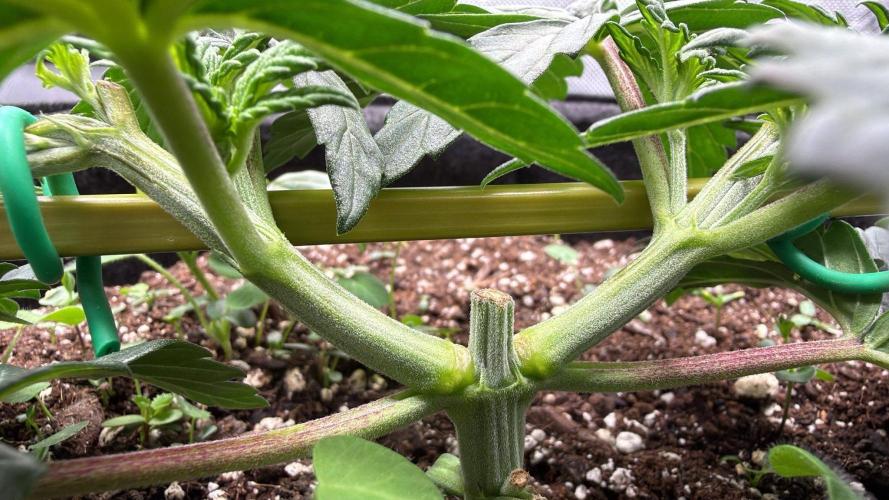 710 Labs Bag Seed: LTP. Week 4 - Using bamboo poles - saw Pirateboarder Life doing this