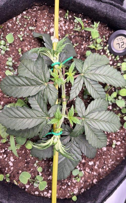 710 Labs Bag Seed: LTP. Week 4 - Training along the pole