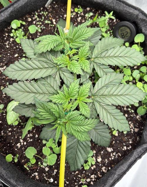 710 Labs Bag Seed: LTP. Week 4 - Getting green...