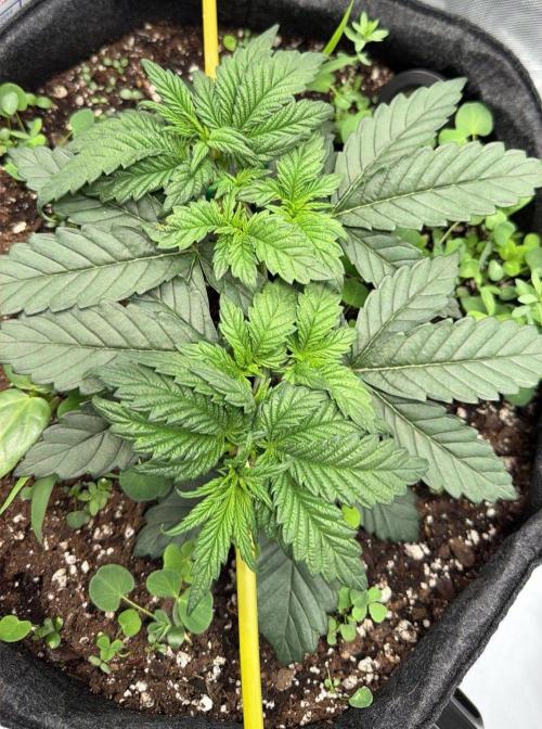 710 Labs Bag Seed: LTP. Week 4 - Continuing to train some more, when suddenly