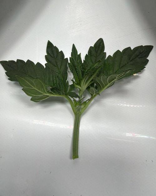 710 Labs Bag Seed: LTP. Week 4 - F. 
Snapped right off.