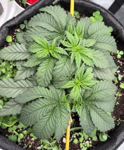 710 Labs Bag Seed: LTP. Week 4 - Well...I guess now there will be 7 colas.