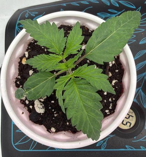 Chemdawg getting weird. Week 2 - Goofy looking...