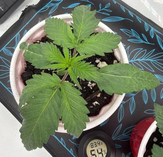 Chemdawg getting weird. Week 2 - ...but growing fast.