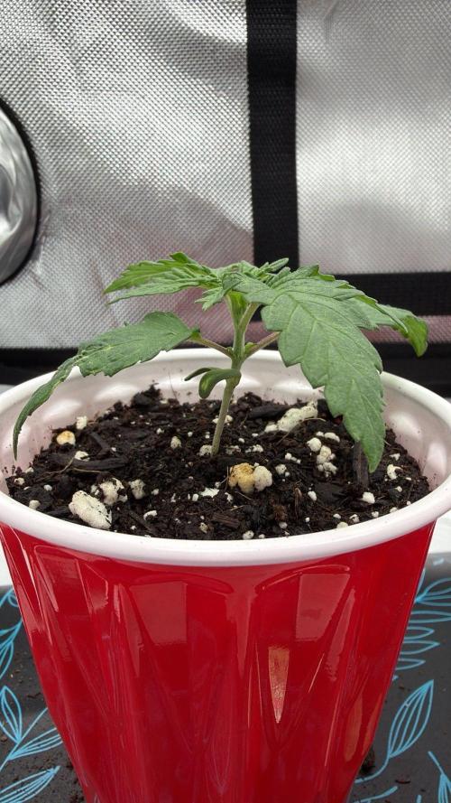 Chemdawg getting weird. Week 2 - A bit ragged