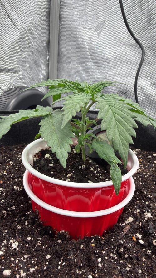 Chemdawg getting weird. Week 2 - Trying out her forever home