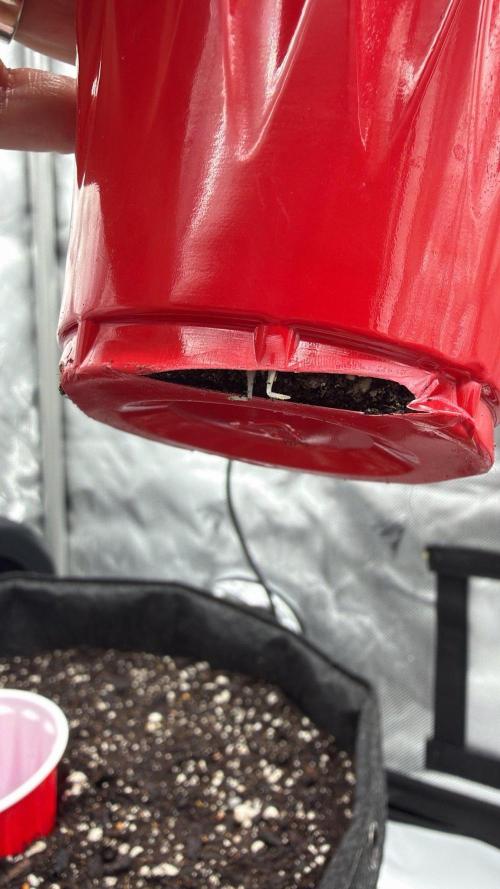 Chemdawg getting weird. Week 2 - First sign of roots!