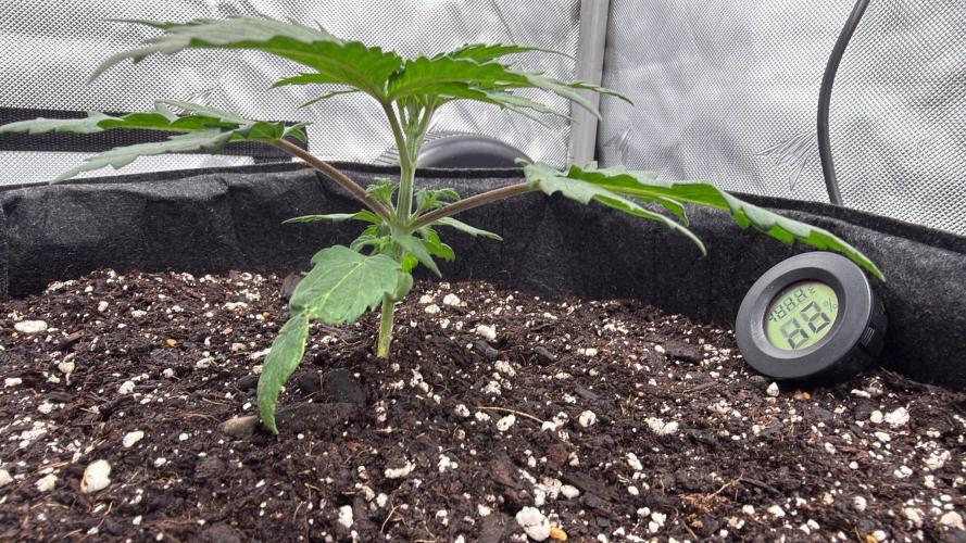 Chemdawg getting weird. Week 2 - Transplanted and happy