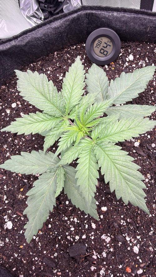 Chemdawg getting weird. Week 2 - Top view