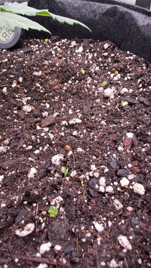 Chemdawg getting weird. Week 3 - Cover crop coming up now