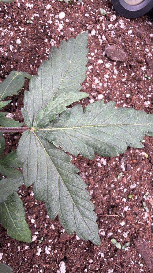 Chemdawg getting weird. Week 3 - Just a really weird leaf...