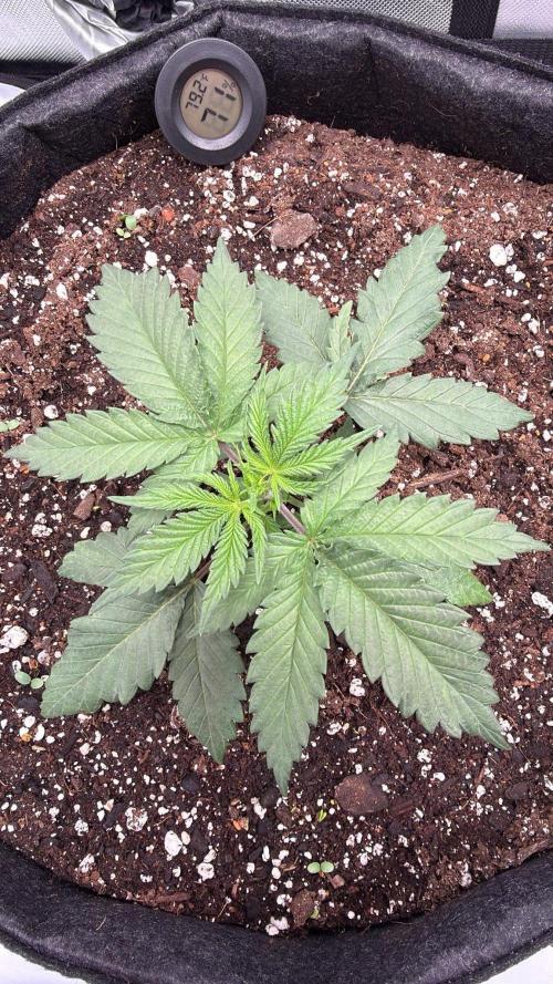 Chemdawg getting weird. Week 3 - 4th node...