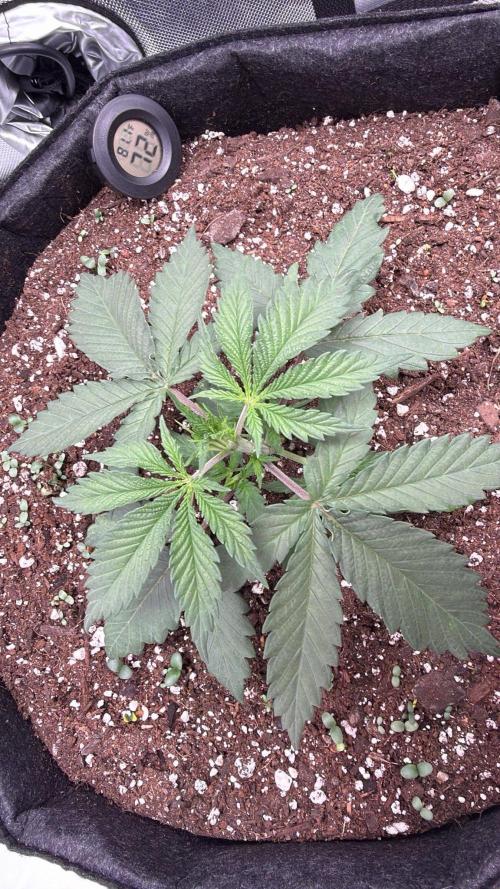 Chemdawg getting weird. Week 3 - ...5th node...