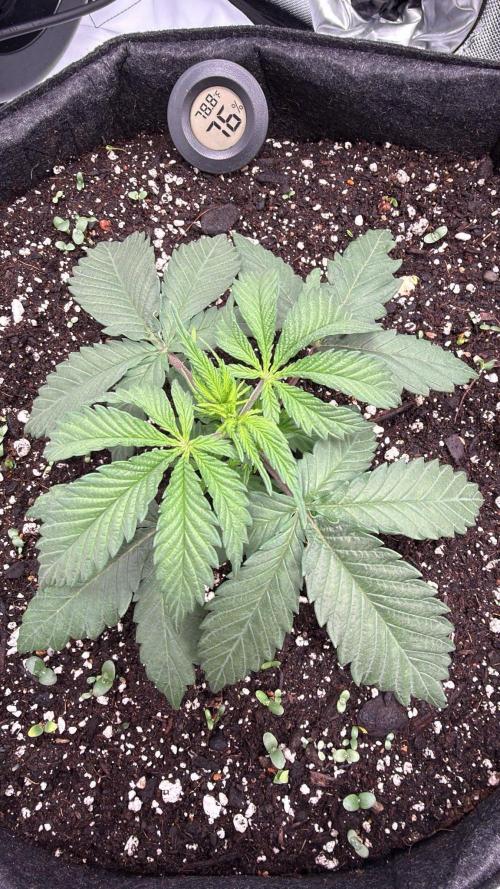 Chemdawg getting weird. Week 3 - ...6th node, time to chop!