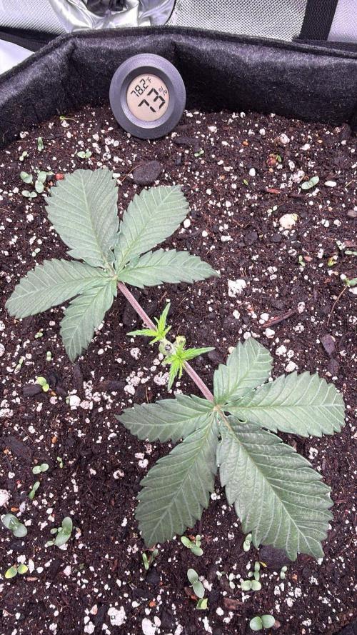 Chemdawg getting weird. Week 3 - Keeping only the third node and fan leaves