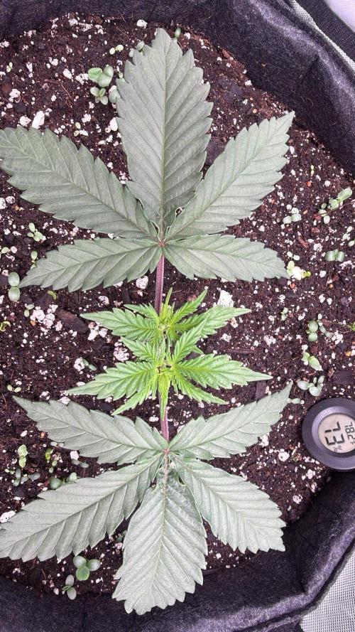 Chemdawg getting weird. Week 3 - The next day