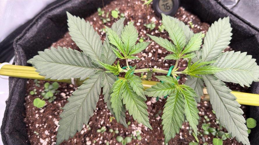 Chemdawg getting weird. Week 3 - Started training to a bamboo pole