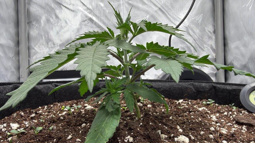 Chemdawg getting weird. Week 3 - Rewind, now again in side view...