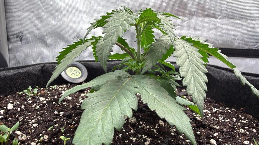 Chemdawg getting weird. Week 3 - Just before chop.