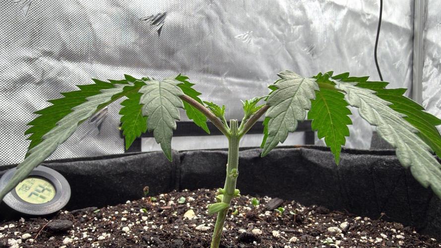 Chemdawg getting weird. Week 3 - Just after chop.