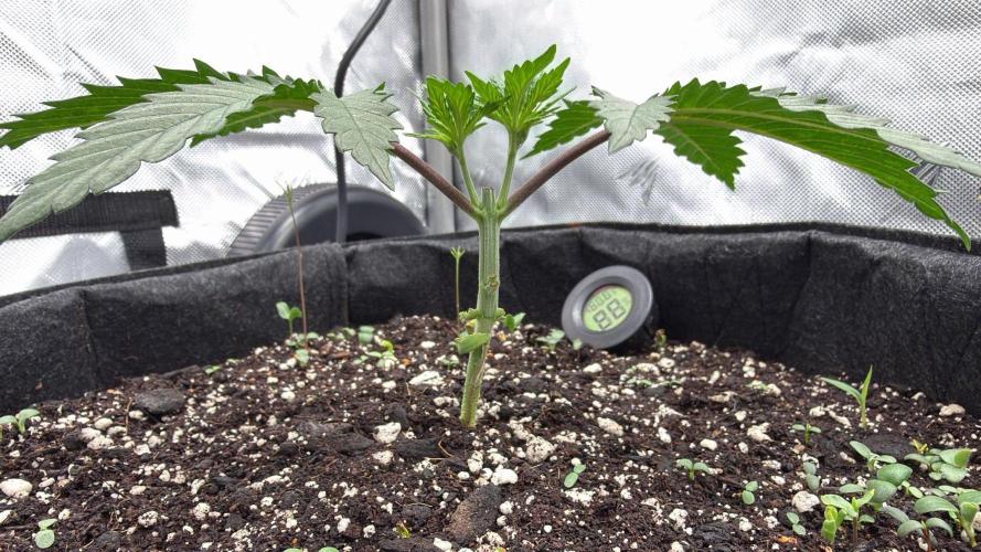 Chemdawg getting weird. Week 3 - One day after chop