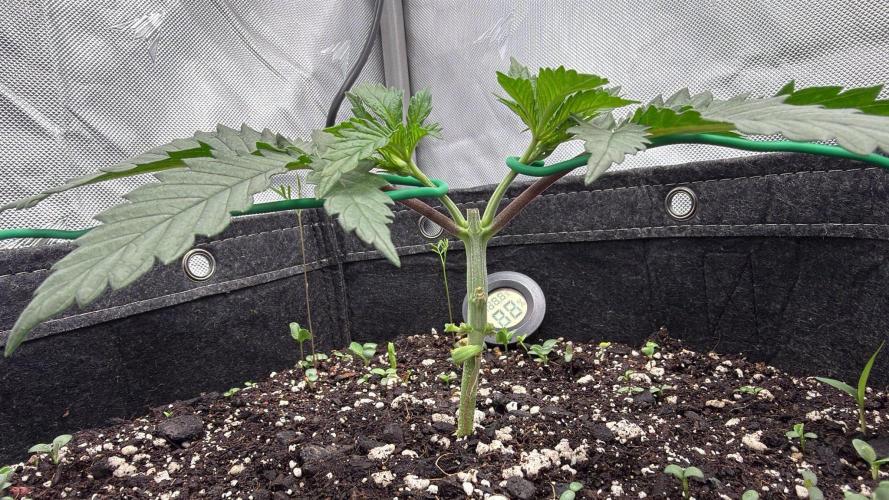 Chemdawg getting weird. Week 3 - Starting training...