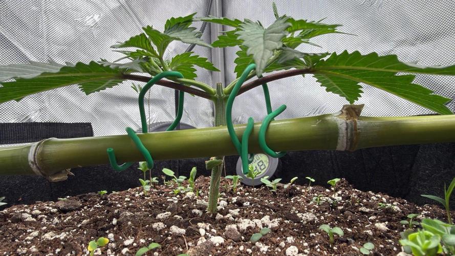 Chemdawg getting weird. Week 3 - Training to the pole