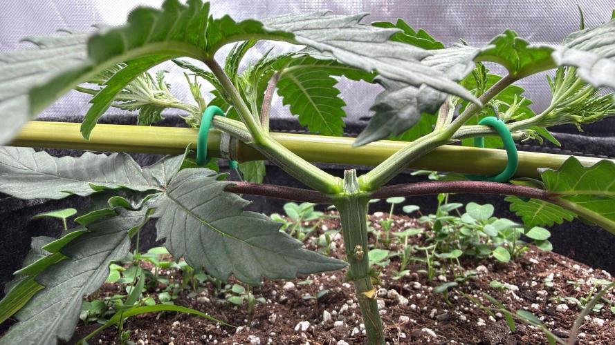 Chemdawg getting weird. Week 4 - Continuing to train along the bamboo