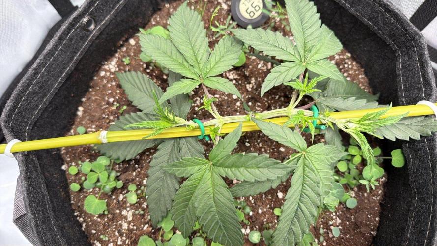 Chemdawg getting weird. Week 4 - Growing out that main line