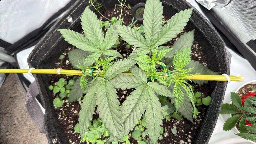 Chemdawg getting weird. Week 4 - Starting to take shape...