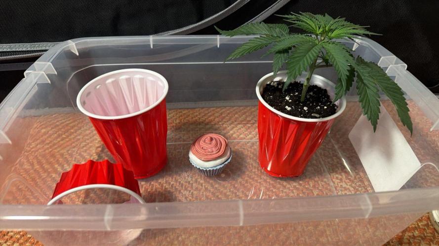 Chemdawg getting weird. Week 4 - Cupcake. We're going to train this other Chemdawg around it.