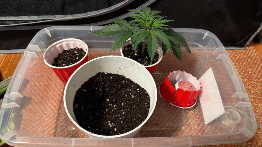 Chemdawg getting weird. Week 4 - Preparing her final home, burying the cupcake for bonsai.