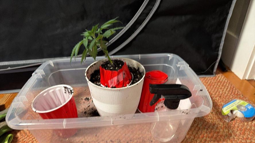 Chemdawg getting weird. Week 4 - Washed the soil off the roots, then draped them over the cupcake and encased it.