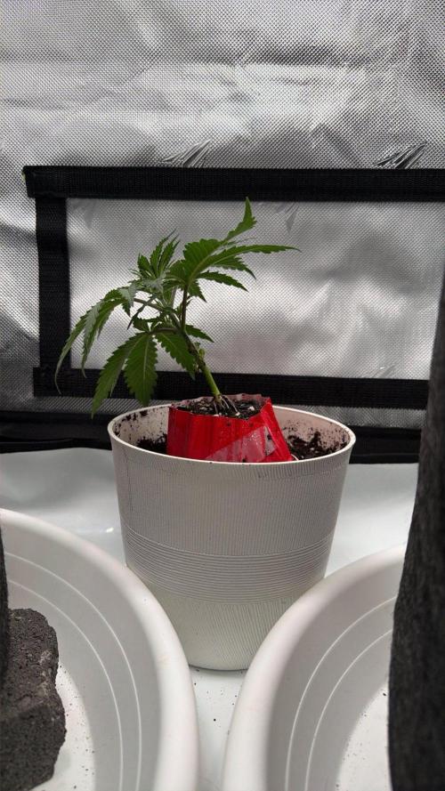 Chemdawg getting weird. Week 4 - Cupcake now encased in soil with plant over it. She's unhappy.