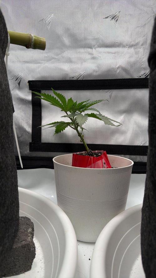 Chemdawg getting weird. Week 4 - Starting to perk up