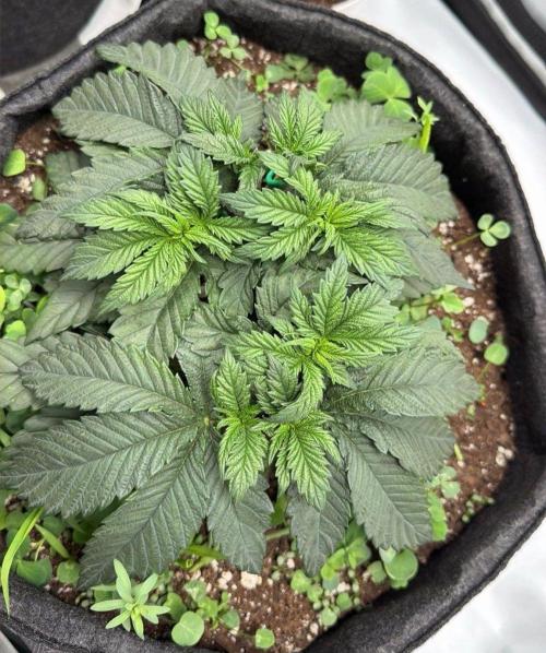 710 Labs Bag Seed: LTP. Week 5 - Removed the bamboo now that we have the mainline